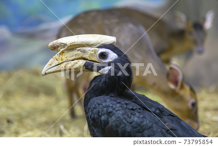 Blyth hornbill (Rhyticeros plicatus, Papuan hornbill) --large hornbill inhabiting the forest canopy in Wallacea and Melanesia. Its local name in Tok Pisin is kokomo Blyth hornbill (Rhyticeros plicatus, Papuan hornbill) --large hornbill inhabiting the forest canopy in Wallacea and Melanesia. Its local name in Tok Pisin is kokomo 73795854