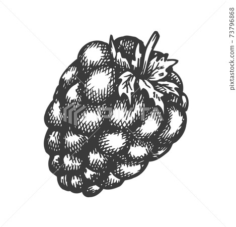 Raspberry hand drawn vector. Sketch of fruit Vector illustration. Sweet berry in vintage style Design for menu, farm market poster Raspberry hand drawn vector. Sketch of fruit Vector illustration. Sweet berry in vintage style Design for menu, farm market poster 73796868