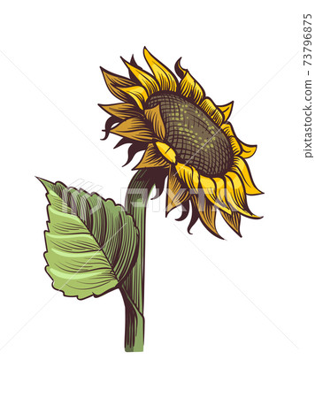 Sunflowers. Hand drawn wildflower sun shaped side view, yellow sunny blossom with black seeds and petals, botanical floral close up sketch style colored illustration vector single isolated object 73796875