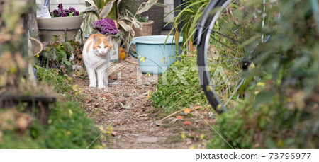 Cat entering the garden Cat entering the garden 73796977