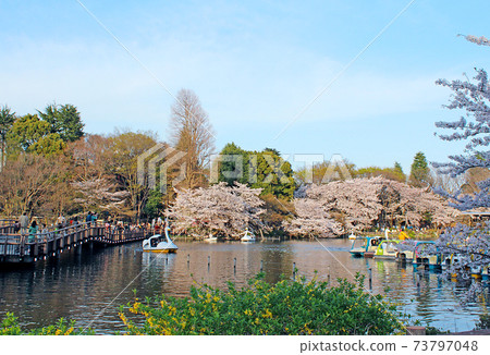 [東京]井之頭公園，在井之頭池塘里的一艘船，擁擠著賞櫻的遊客和盛開的櫻花 73797048