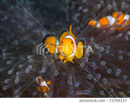 Clownfish coexisting with sea anemones (Mergui Archipelago, Myanmar) 73798137