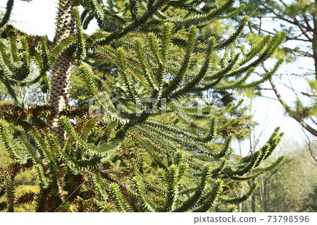Chile pine tree Chile pine tree 73798596