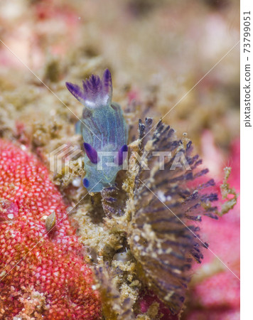 Blue sea slug eating bryozoa (Mergui Archipelago, Myanmar) Blue sea slug eating bryozoa (Mergui Archipelago, Myanmar) 73799051