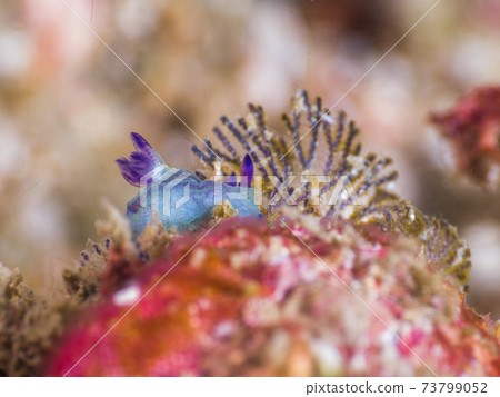 藍海吃苔蘚(緬甸Mergui群島) 藍海吃苔蘚(緬甸Mergui群島) 73799052