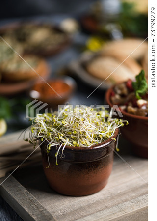 sprouted kale seeds on a table 73799279
