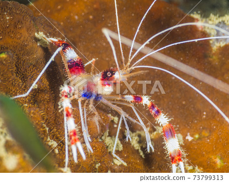 Banded coral shrimp on stony corals (Mergui Archipelago, Myanmar) Banded coral shrimp on stony corals (Mergui Archipelago, Myanmar) 73799313