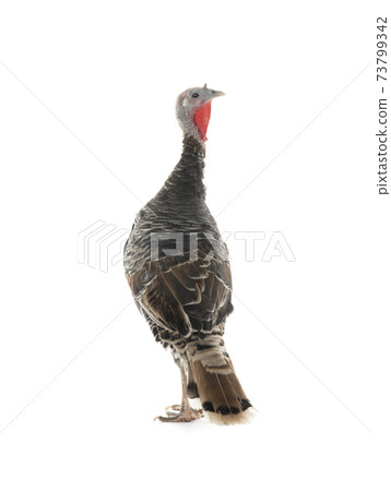 female turkey stand on white background 73799342