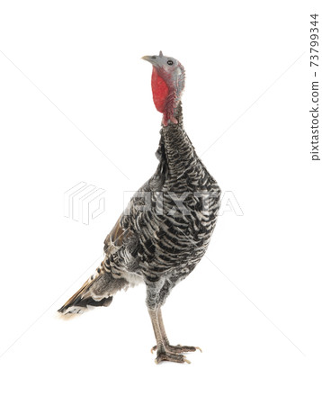 female turkey stand on white background 73799344