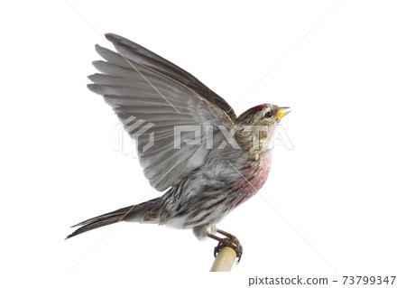 Eurasian Linnet in flight isolated on white background. Eurasian Linnet in flight isolated on white background. 73799347