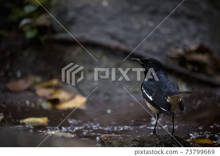 Oriental Magpie-Robin on rock, Copsychus saularis 73799669