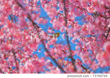 Sa玉縣彥氣郡名川町,筑波中中公園,橫濱猩紅色的櫻花和白眼 Sa玉縣彥氣郡名川町,筑波中中公園,橫濱猩紅色的櫻花和白眼 73799789