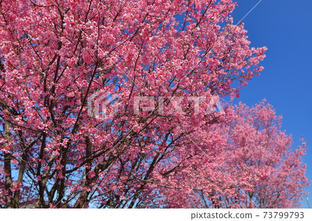 Tsukinowa Nakamaru Park, Namegawa-cho, Hiki-gun, Saitama Prefecture, Yokohama scarlet cherry blossom trees Tsukinowa Nakamaru Park, Namegawa-cho, Hiki-gun, Saitama Prefecture, Yokohama scarlet cherry blossom trees 73799793
