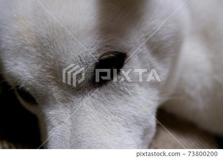 可愛的狗 可愛的狗 73800200