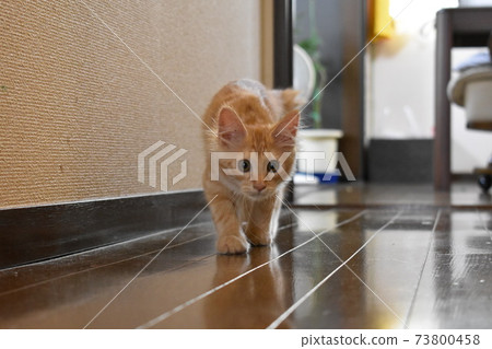 The appearance of a cat aiming for prey The appearance of a cat aiming for prey 73800458