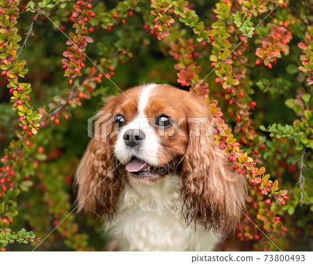 Cute cavalier king charles dog with tongue out among barberry leaves and berries. Close up pet portrait Cute cavalier king charles dog with tongue out among barberry leaves and berries. Close up pet portrait 73800493