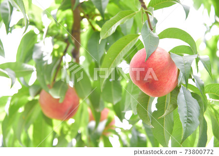 Peach orchard Peach orchard 73800772