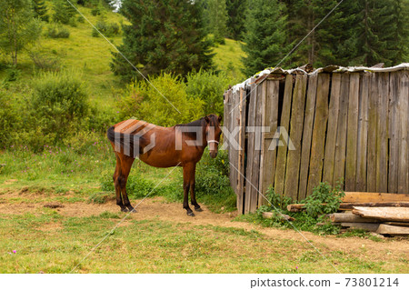 The horse grazes next to a wooden nut. Green nature rural landscape The horse grazes next to a wooden nut. Green nature rural landscape 73801214