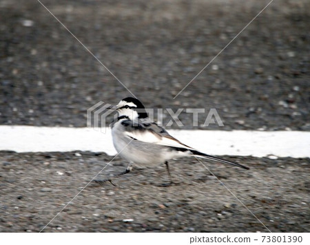 Sekirei在停車場散步 Sekirei在停車場散步 73801390