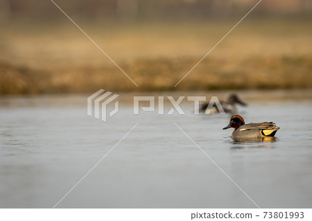 Eurasian teal or common teal or Eurasian green winged teal bird floating in wetland during winter migration at keoladeo national park or bharatpur bird sanctuary rajasthan india Eurasian teal or common teal or Eurasian green winged teal bird floating in wetland during winter migration at keoladeo national park or bharatpur bird sanctuary rajasthan india 73801993