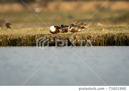 Northern shoveler or shoveller or Anas clypeata or Spatula clypeata in golden hour light at keoladeo national park or bharatpur bird sanctuary rajasthan india 73801998