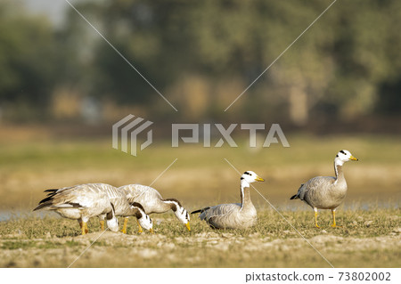 bar- headed or bar headed goose family or flock in an open field or grassland during winter migration at forest of cental india - anser indicus bar- headed or bar headed goose family or flock in an open field or grassland during winter migration at forest of cental india - anser indicus 73802002