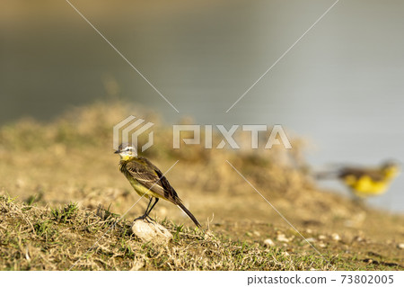 western yellow wagtail or Motacilla flava bird portrait perched during safari at forest of central india western yellow wagtail or Motacilla flava bird portrait perched during safari at forest of central india 73802005