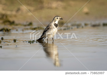 White wagtail or Motacilla alba bird portrait with reflection in water during safari at forest of central india White wagtail or Motacilla alba bird portrait with reflection in water during safari at forest of central india 73802007
