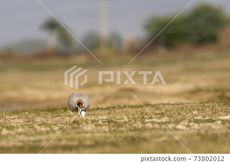 bar- headed or bar headed goose grazing grass in an open field or grassland during winter migration at forest of cental india - anser indicus 73802012