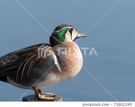 Tomoegamo Tomoegamo 73802240