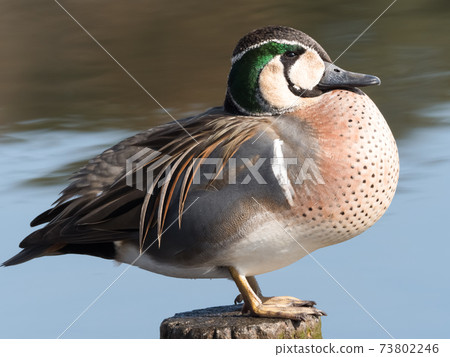 花臉鴨 73802246