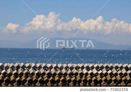 Seagull sandwich 73802359