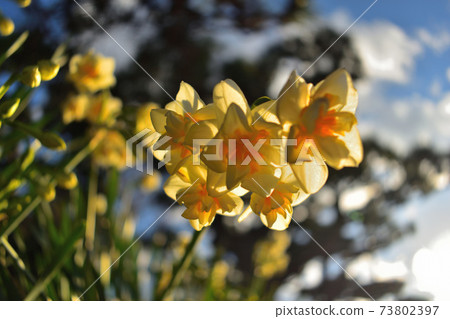 夕陽下的雙花水仙花 73802397