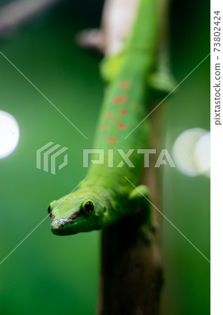 Close-up of a small green lizard 73802424