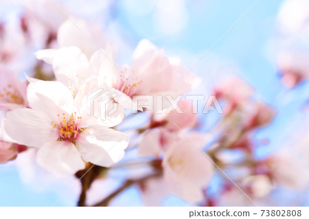 Spring cherry 73802808
