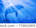 Dolphins swimming in the light 73802869