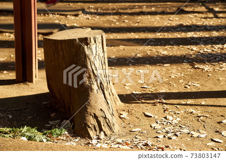 Stump / up / winter Stump / up / winter 73803147