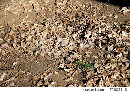 Fallen leaves, feet, ground, up Fallen leaves, feet, ground, up 73803148