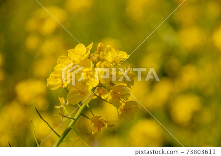 Rapeseed field 73803611