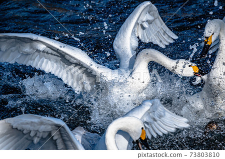 Swan biting in a quarrel Swan biting in a quarrel 73803810