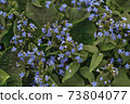 Forget-me-nots 73804077