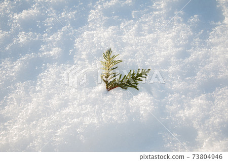 Pine leaves 73804946