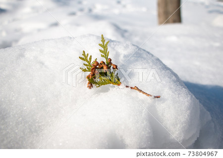 Pine leaves 73804967