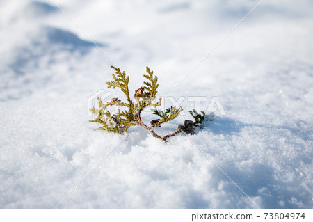 Pine leaves Pine leaves 73804974