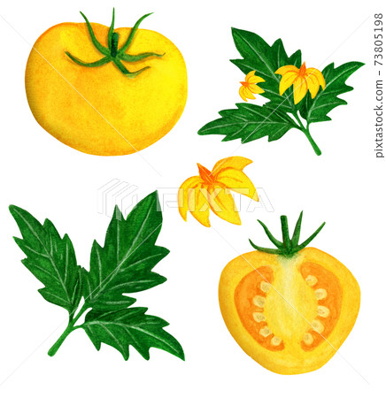 Juicy yellow tomato watercolor set with leaves Juicy yellow tomato watercolor set with leaves 73805198