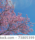 Blue sky and Kawazu cherry blossoms 73805399