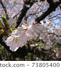 Yoshino cherry tree 73805400