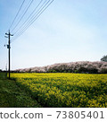Scenery of blue sky, Sakurazutsumi and rape field 73805401
