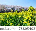 Rape field and cherry blossoms 73805402