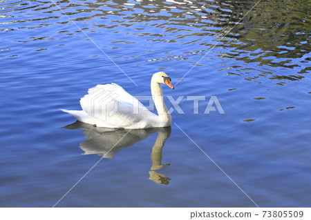 A swan that swims gracefully A swan that swims gracefully 73805509